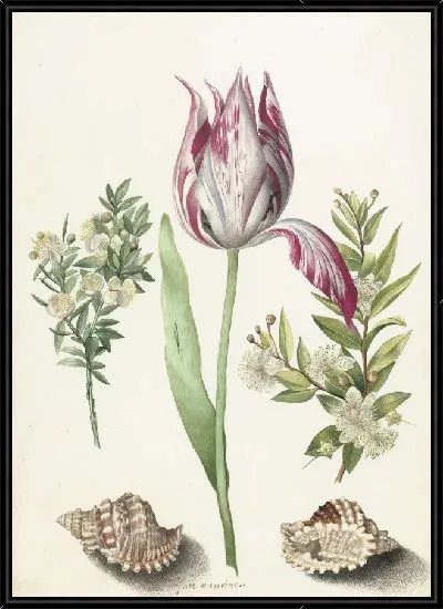 Картина Тюльпан, две ветки мирта и две раковины