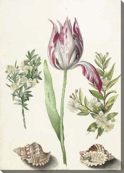 Картина Тюльпан, две ветки мирта и две раковины