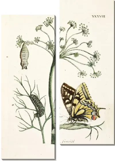 Картина Укроп