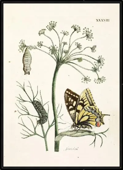 Картина Укроп