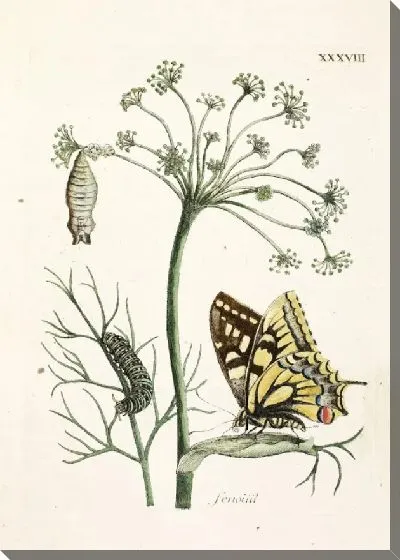 Картина Укроп