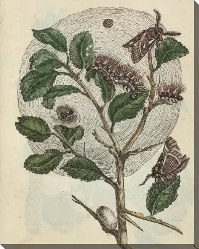 Картина Обыкновенная слива