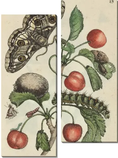 Картина Кислая вишня