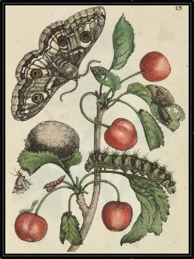 Картина Кислая вишня