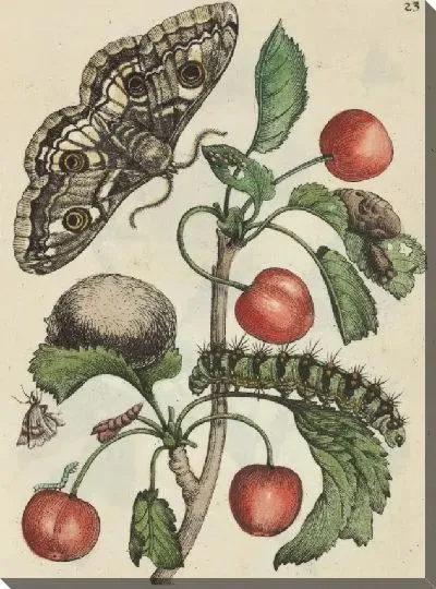 Картина Кислая вишня