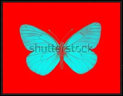 Бабочка №16