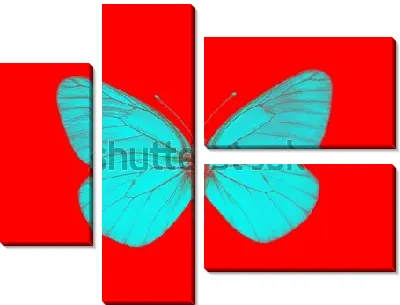 Бабочка №16