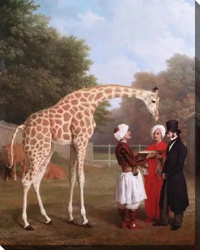 Картина Нубийский жираф