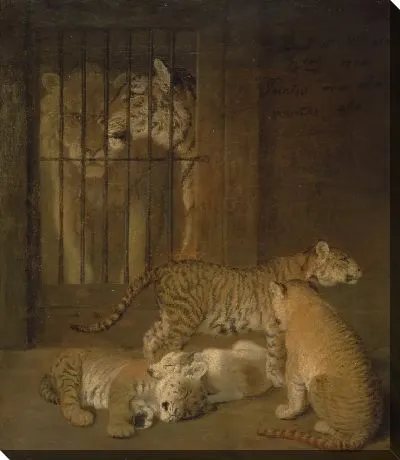 Группа детенышей, выведенных между львом и тигрицей