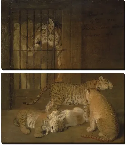 Группа детенышей, выведенных между львом и тигрицей