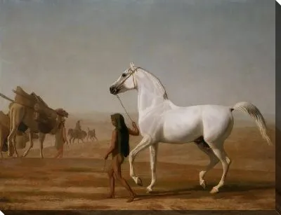 Картина Серый арабский Уэллсли вел через пустыню