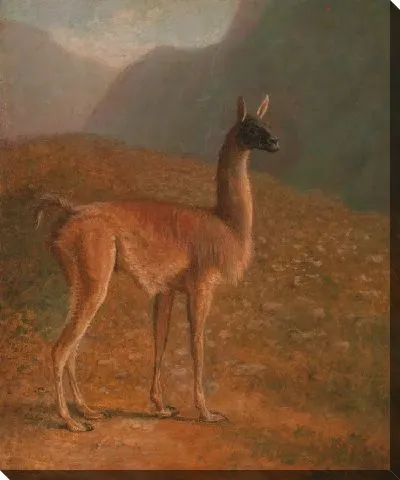 Картина Гуанако