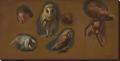 Картина Этюды о Лисе, сипухе, паве и голове молодого человека