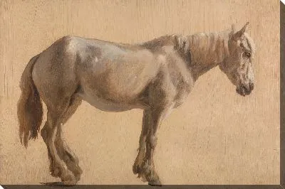 Этюд серая лошадь
