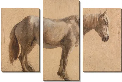 Этюд серая лошадь