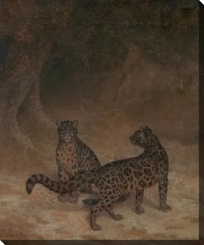 Дымчатые леопарды