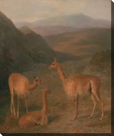 Картина Викуньи