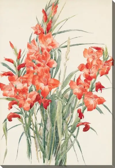 Картина Красные Гладиолусы