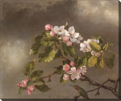 Колибри и яблоневый цвет