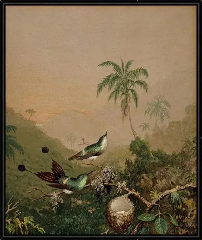 Бразильские Колибри II