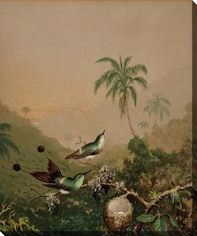 Бразильские Колибри II