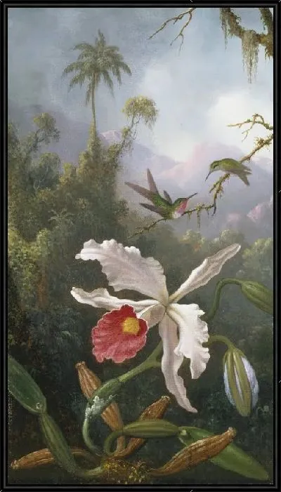 Картина Два колибри над белой орхидеей