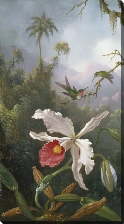 Картина Два колибри над белой орхидеей