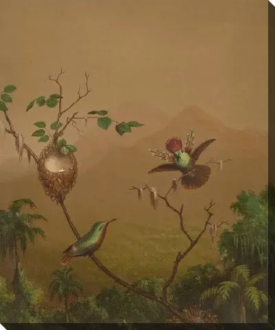 Бразильские Колибри IV