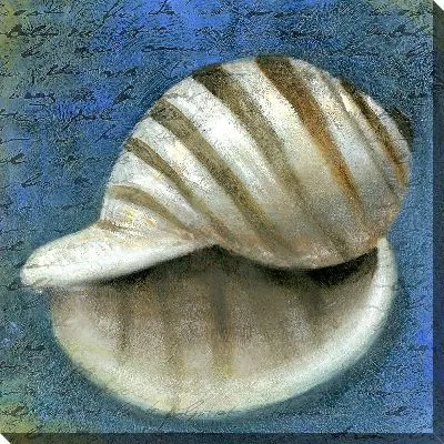 Постер Раковина