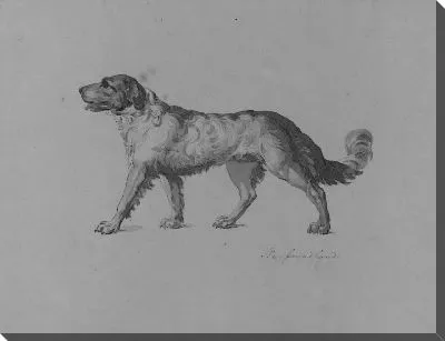 Картина Ньюфаундлендская собака (из альбома для рисования)