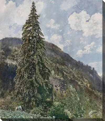 Старая ель в Бад-Гаштайне