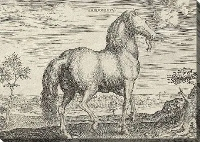 Картина Лошадь из Сардинии