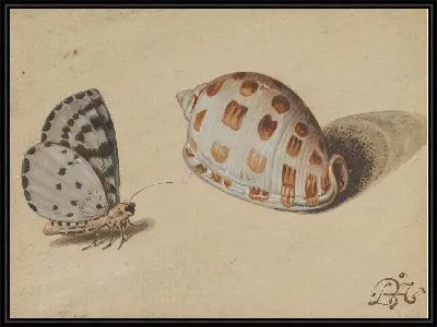 Стрелка Синяя Бабочка и Скотч Боннет Морская Ракушка