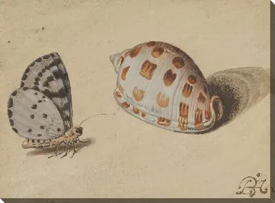 Стрелка Синяя Бабочка и Скотч Боннет Морская Ракушка