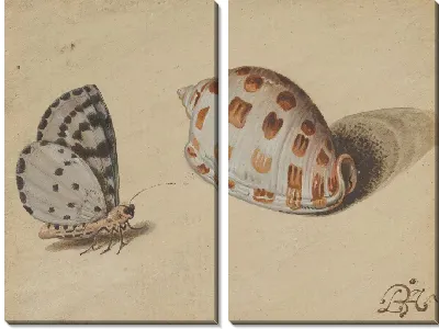 Стрелка Синяя Бабочка и Скотч Боннет Морская Ракушка