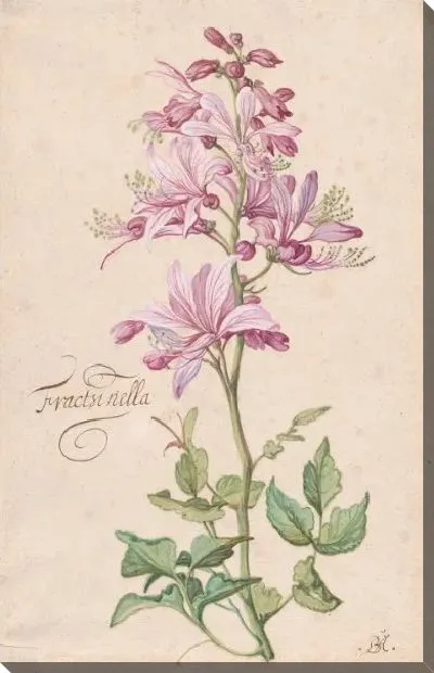 Картина Диктамн