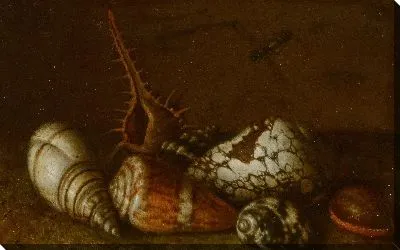 Раковины на столе