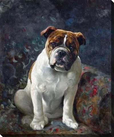 Картина Бульдог (A Bulldog)