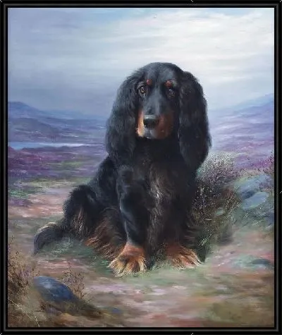 Кокер-спаниэль ( Cocker Spaniel)