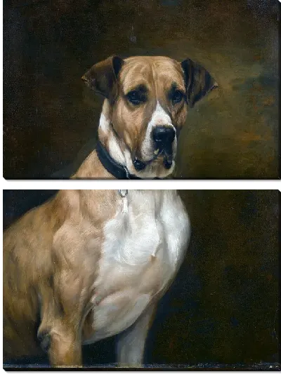 Модульная картина Пес (Dog)