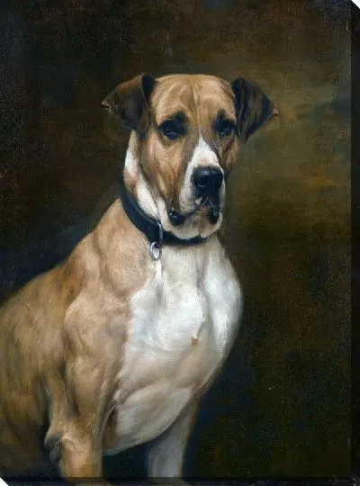 Картина маслом Пес (Dog)