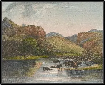 Стада бизонов и лосей в верховьях Миссури.