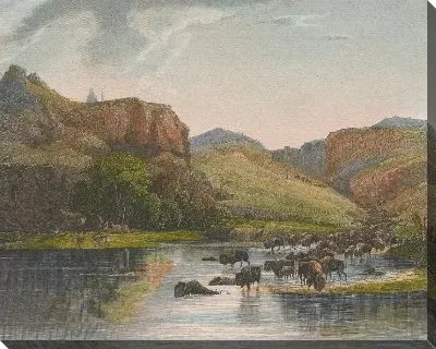 Стада бизонов и лосей в верховьях Миссури.