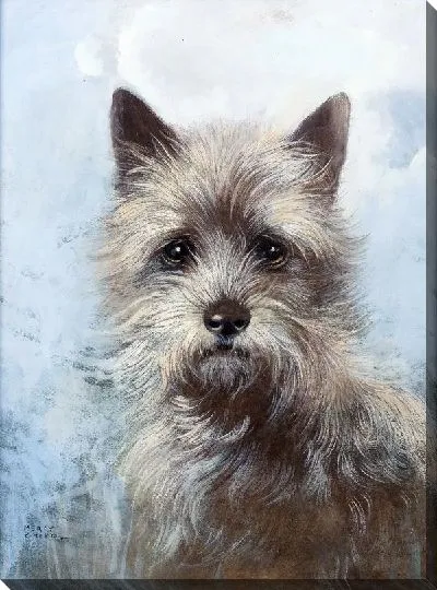 Картина Портрет Керн-терьера (Portrait Of A Cairn Terrier)
