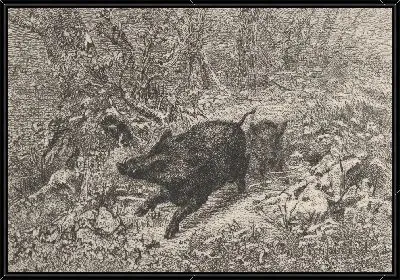 Дикий кабан