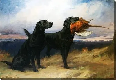 Картина маслом Черный лабрадор (Black Labrador)