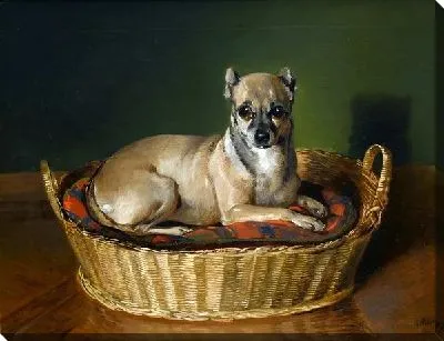 Картина маслом Собака в корзинке (Dog in basket)