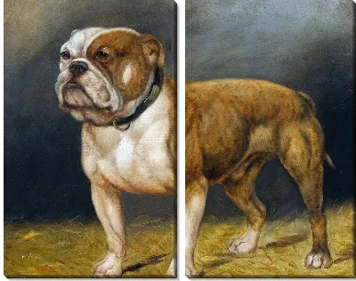 Модульная картина Бульдог (Bulldog)