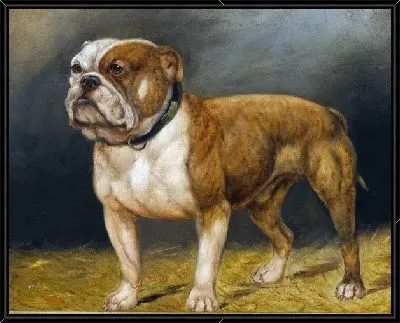 Картина Бульдог (Bulldog)