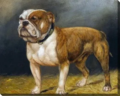 Картина маслом Бульдог (Bulldog)